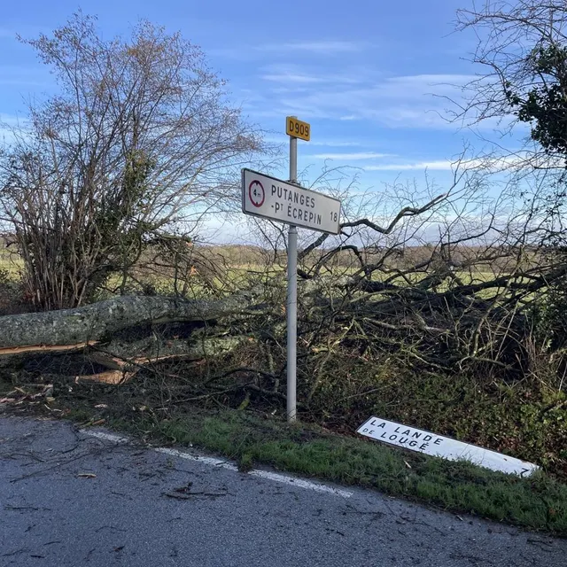 photo à côté du hêtre tombé à rânes, un panneau de signalisation a perdu son indication.  ©  ouest-france