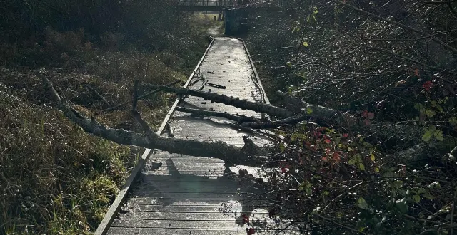photo  plus d’une centaine d’arbres sont tombés sur les routes de l’orne lors du passage de la tempête goretti.  &copy;  ouest-france 