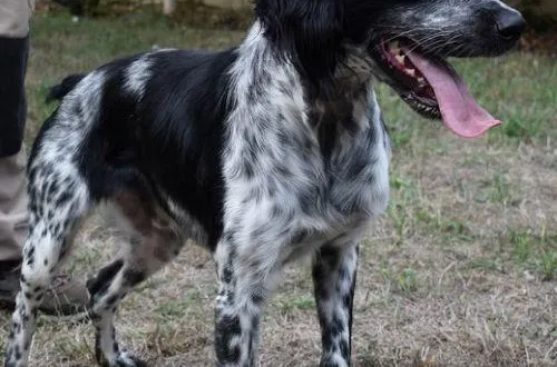 photo  ripley est à la spaa d’angers depuis plus de trois ans.  &copy;  spaa 