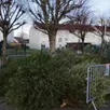 photo  les sapins seront broyés et le broyat pourra être récupéré pour les jardins. 