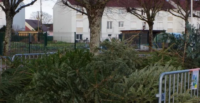 photo  les sapins seront broyés et le broyat pourra être récupéré pour les jardins.  &copy;  le maine libre 
