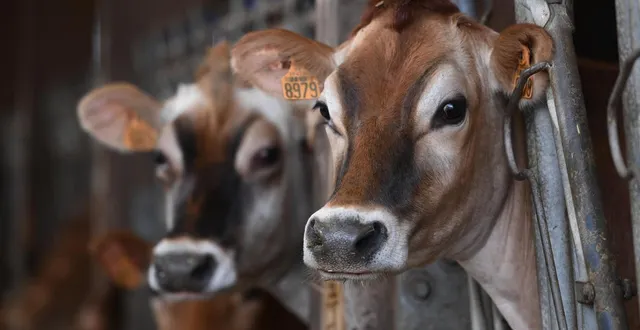 photo  un élevage de vaches de la race jersiaise, ici avant le salon de l'agriculture de 2025.  &copy;  marie delage 