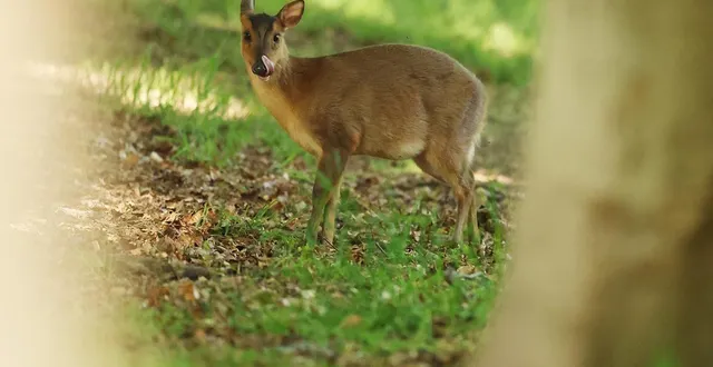 photo  un muntjac sur le terrain de golf de wobun en angleterre. photo d’illustration  &copy;  kate mcshane / getty images via archives afp 