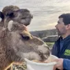 photo vincent chauvin, directeur du parc animalier d’écouves, avec deux des dromadaires de la structure.