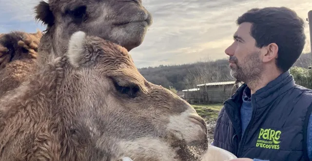 photo  vincent chauvin, directeur du parc animalier d’écouves, avec deux des dromadaires de la structure.  &copy;  ouest-france 