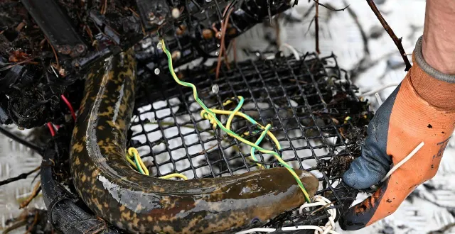 photo  les pêcheurs pourront pêcher l’alose et la lamproie (photo) du 15 janvier au 31 mars jusqu’en 2031.  &copy;  jérôme fouquet/ouest-france 