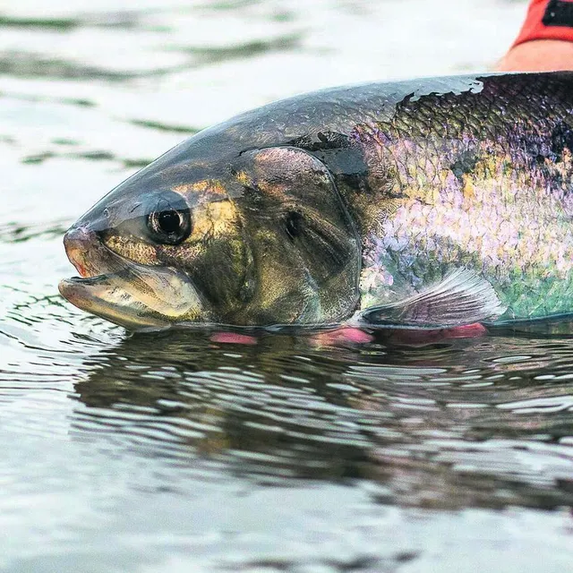 photo les pêcheurs pourront pêcher l’alose (photo) et la lamproie du 15 janvier au 31 mars jusqu’en 2031.  ©  pierre rigalleau