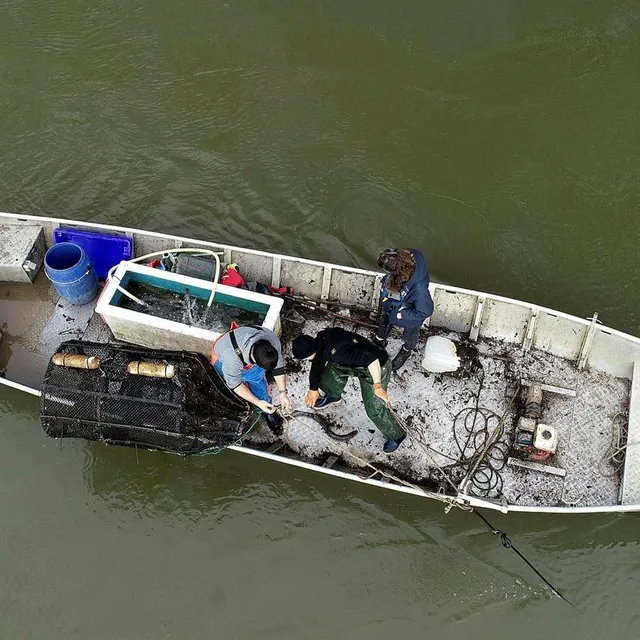 photo la pêche de l’alose et la lamproie est autorisée de ce jeudi 15 janvier au 31 mars pendant cinq ans.  ©  jérôme fouquet/ouest-france