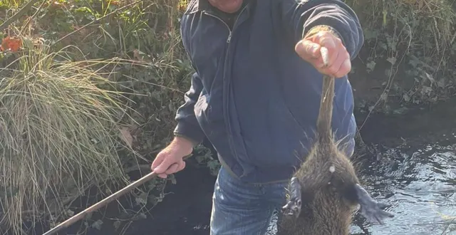photo  bernard hérroult, avec un ragondin piégé en cage.  &copy;  ouest-france 