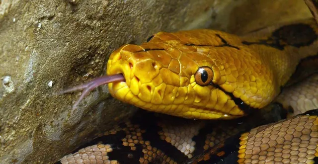 photo  un python réticulé. photo d’illustration.  &copy;  thierry creux/archives ouest-france 