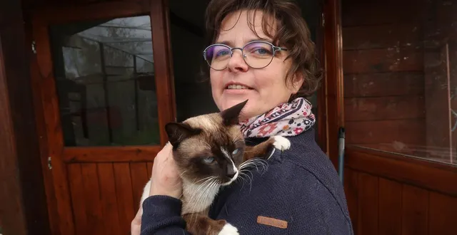 photo  fougeré, le 9 janvier 2026. marie lhuissier élève des chats de la race snowshoe. elle est ici avec son mâle reproducteur, univers de la lande étoilée.  &copy;  co – agathe le nueff 