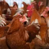 photo  chaque année, 50 millions de poules pondeuses sont abattues en france (photo d’illustration). 