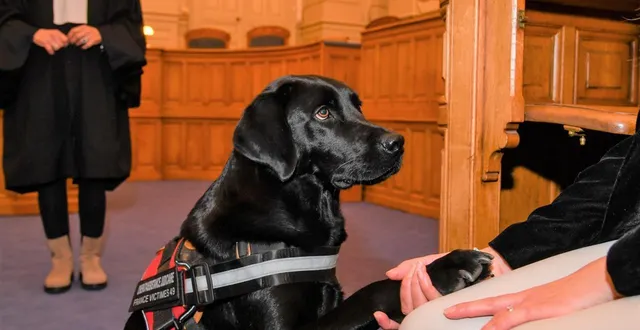 photo  chez nos voisins du maine-et-loire, le chien roucky est arrivé au palais de justice d’angers en mai 2022 pour apporter un soutien émotionnel aux victimes.  &copy;  le courrier de l’ouest - laurent combet 
