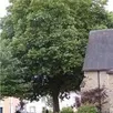 photo  l’arbre de la liberté qui a 104 ans fait partie du patrimoine arboré de la commune. 