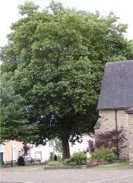 photo  l’arbre de la liberté qui a 104 ans fait partie du patrimoine arboré de la commune.  &copy;  le maine libre 