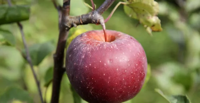 photo  la pomme choupette fait partie des variétés commercialisées par le groupe angevin innatis.  &copy;  biosphoto via afp 