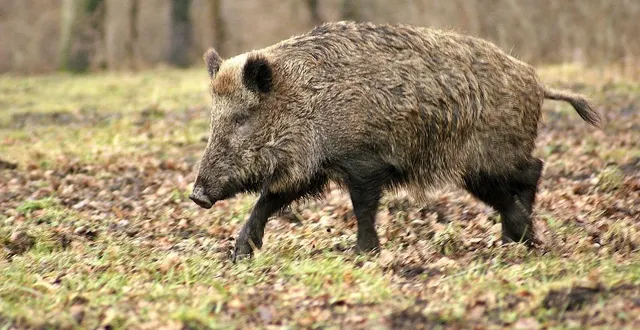 photo  des sangliers ont ravagé plusieurs hectares de prairie dans une exploitation agricole, sur l’île d’oléron. photo d’illustration.  &copy;  publicdomainpictures / pixabay 