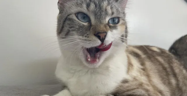 photo  en 2025, 34 chats ont été pris en charge par l’association.  &copy;  ouest-france 