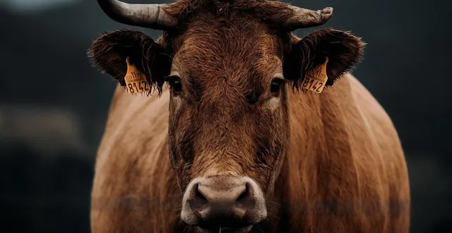 photo  les images d’une vache en train de se gratter avec un balai ont interpellé de nombreux médias depuis leur publication lundi 19 janvier 2026. photo d’illustration.  &copy;  avecalvar / pixabay 