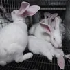 photo difficilement soutenables pour certaines, les images de l214 ont été capturées à l’intérieur d’un élevage en cage de lapins.