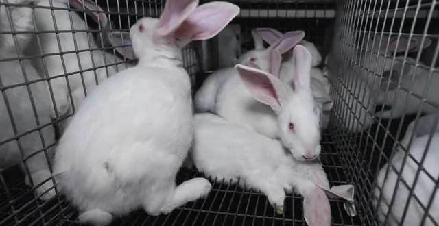 photo  difficilement soutenables pour certaines, les images de l214 ont été capturées à l’intérieur d’un élevage en cage de lapins.  &copy;  capture d’écran l214 