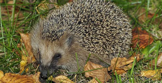 photo  le hérisson d’europe ou hérisson commun est une espèce de petits mammifères omnivore et nocturne de la famille des erinaceidea, classé dans l’ordre des insectivora.  &copy;  presse océan 