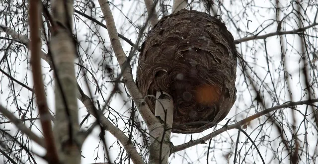 photo  la lutte contre les nids de frelons asiatiques a fait l’objet d’un point au dernier conseil municipal.  &copy;  illustration archives le courrier de l’ouest 