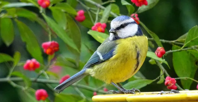 photo  la mésange bleue est souvent sur le podium des trois espèces les plus observées dans les jardins en janvier.  &copy;  pierre cousin – lpo 