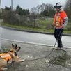 photo  la chienne taïky signale la présence de chlore. grâce à elle, veolia a la confirmation qu’une fuite est imminente ou déjà en cours dans le réseau d’eau potable. 
