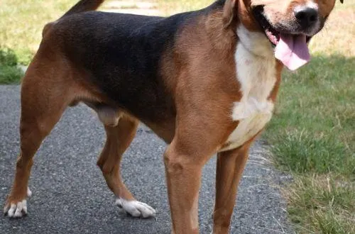 photo  rex est toujours prêt pour une partie de jeu ou une balade.  &copy;  spaa 