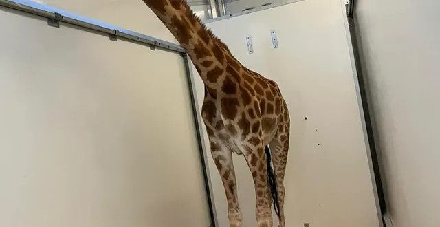 photo  « vicky », le jeune girafe, a été transporté dans une remorque adaptée par une société néerlandaise spécialisée dans les animaux sauvages pour arriver à jurques.  &copy;  zoo champrepus 