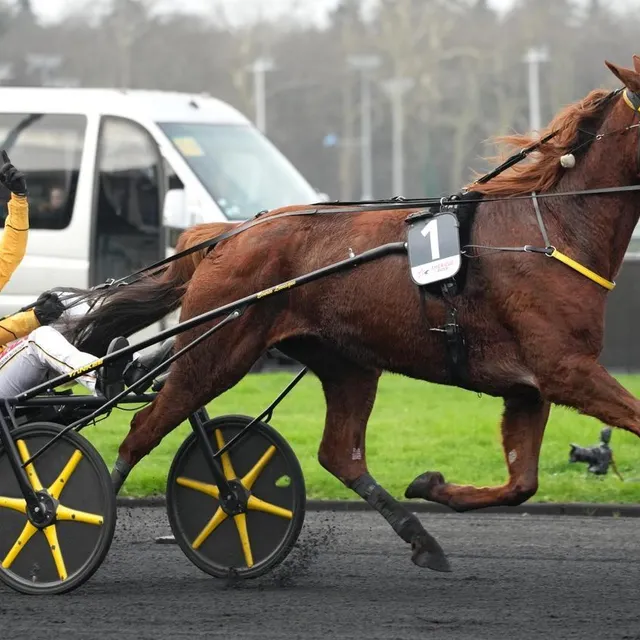photo iroise de la noé, facilement reconnaissable à sa célèbre casaque jaune et noire.  ©  aprh