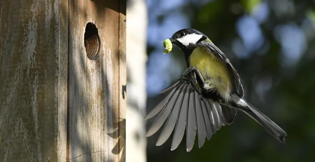 photo  certains oiseaux se servent des nichoirs dans les jardins. comme cette mésange charbonnière qui nourrit sa nichée.  &copy;  thierry creux / archives ouest-france 