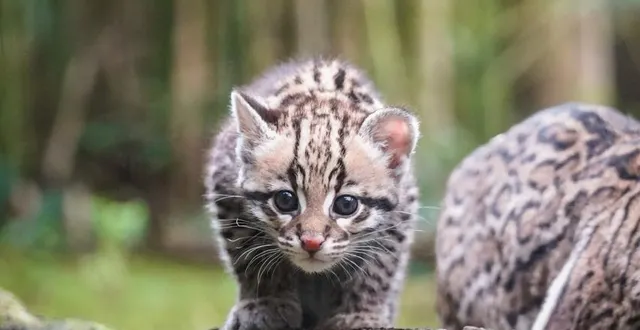 photo  naissance inattendue d’une femelle ocelot au sein du zoo de la flèche.  &copy;  zoo de la flèche 