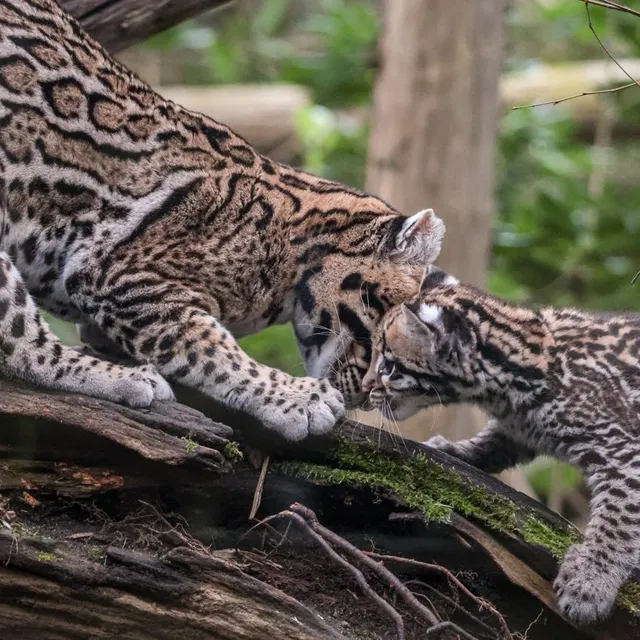 photo première sortie pour la jeune femelle qui découvre l’extérieur aux côtés de sa maman.  ©  zoo de la flèche