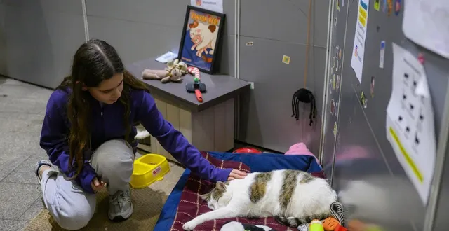 photo  kanyon, un chat blanc tacheté de gris établi de longue date à l’entrée d’un centre commercial d’istanbul, croule sous les croquettes et l’affection  &copy;  afp 