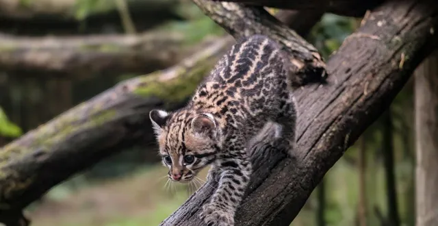 photo  un bébé ocelot est né en novembre 2025 au zoo de la flèche.  &copy;  zoo de la flèche 