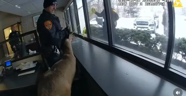 photo  la police a pu extraire l’animal de la banque à l’aide d’un lasso.  &copy;  capture d’écran / instagram / scpdhq 