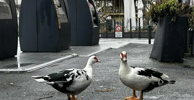 photo  cholet, boulevard gustave-richard, mardi 27 janvier 2026. tout est bien qui finit bien : frizou et smoothie sont retournées au bercail.  &copy;  alexandre blaise 