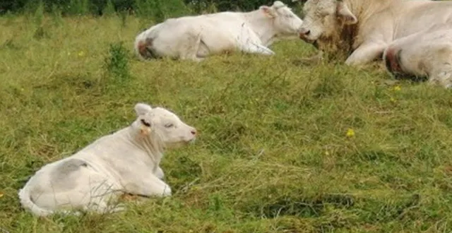 photo  une famille de charolais.  &copy;  ouest-france 