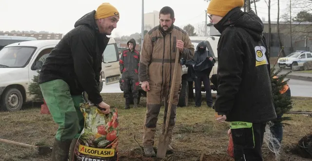 photo  des agriculteurs de la coordination rurale 72 ont planté plusieurs sapins sur un rond-point à champagné (sarthe), mardi 27 janvier 2026, après l’abattage quelques jours plus tôt d’un arbre en marge d’un rassemblement organisé par le syndicat.  &copy;  ouest-france 