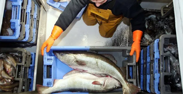 photo  les bacs de la criée du croisic utilisent des puces incorporées pour traiter les ventes par informatique.  &copy;  archives 