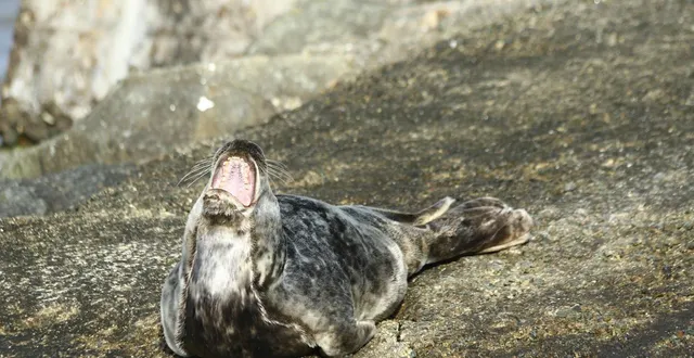 photo  un phoque gris profitant de la jetée pour faire un bain de soleil, à saint-gilles-croix-de-vie  &copy;  ouest-france 