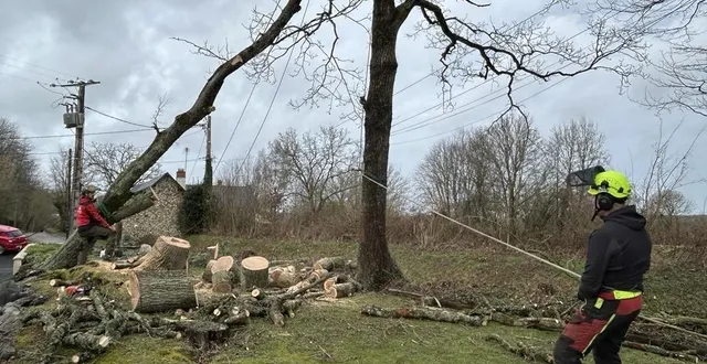 photo  kevin morel (à gauche), élagueur grimpeur, et nicolas leviautre, paysagiste, sont intervenus mardi 27 janvier à bérigny (manche) pour enlever un chêne déraciné par la tempête goretti.  &copy;  ouest-france 