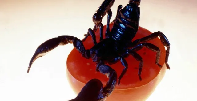 photo  le scorpion fait partie des dix animaux qui font chaque année le plus de victimes parmi les hommes.  &copy;  sipa 