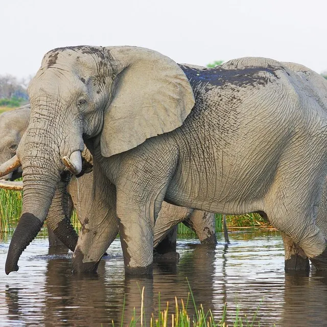 photo l’éléphant.  ©  pixabay