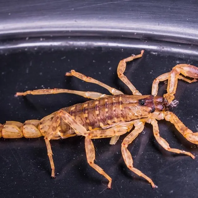 photo le scorpion.  ©  pixabay