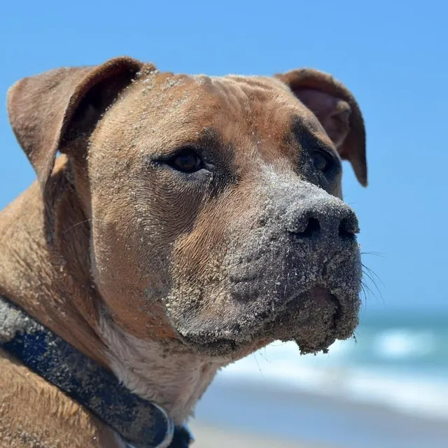 photo le chien.  ©  pixabay