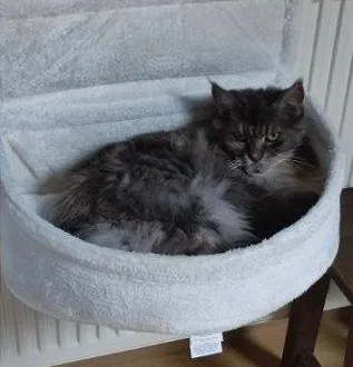 photo  hollywood, une maine coon senior.  &copy;  le maine libre 