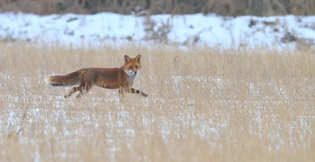 photo  l’organisation deux-sèvres nature environnement (dnse) et le groupe ornithologique des deux-sèvres (gods) ne sont pas contre la régulation des espèces mais seulement sur des espèces réellement nocives comme les ratons laveurs ou les ragondins.  &copy;  dsne 